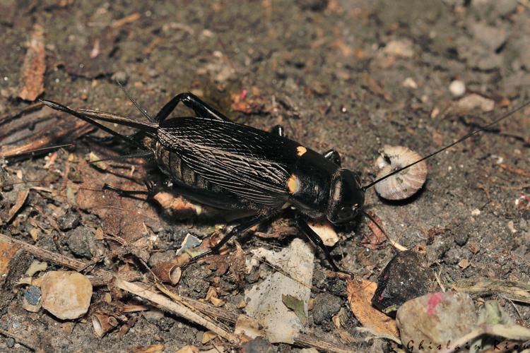 Gryllus bimaculatus fem., 28 sept. 2023, Portet-sur-Garonne 31 © Ghislain Riou