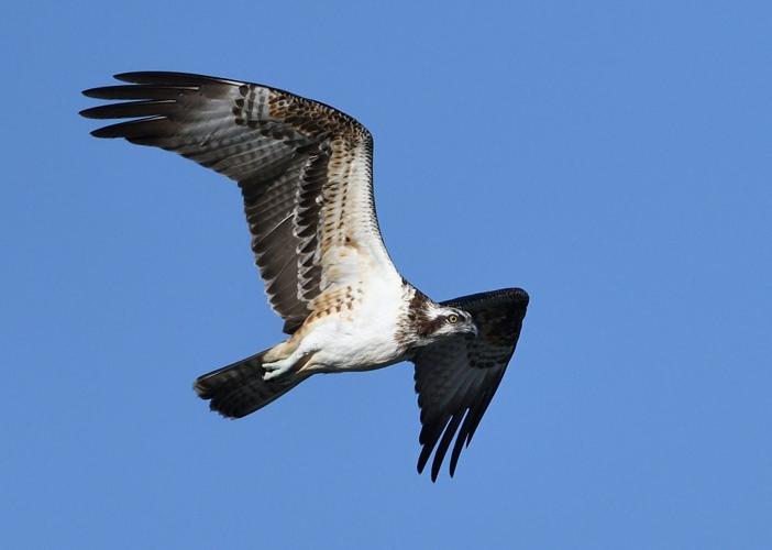 Balbuzard pêcheur juv., oct. 2023, Portet-sur-Garonne 31 © Jean-Marc L'Hermite