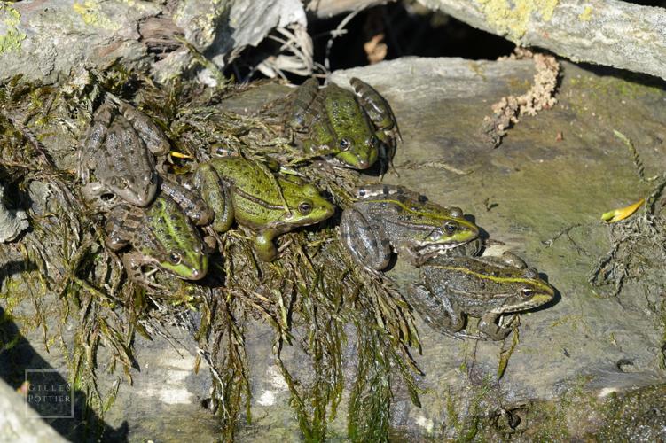 Groupe de Pelophylax sp. en héliothermie (probablement P. ridibundus). Notez la coloration très variable (Camalès, Hautes-Pyrénées) © Gilles Pottier