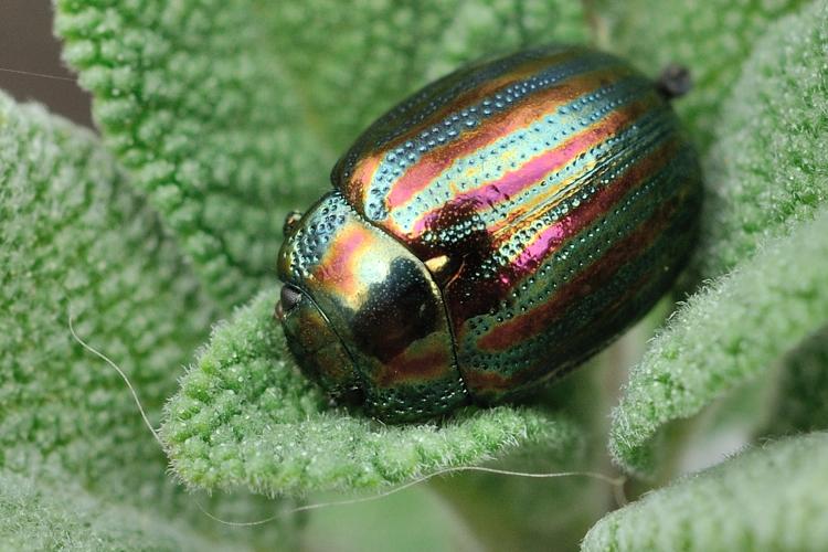 Chrysolina americana, 18 mars 2024, Venerque (31) © Ghislain Riou