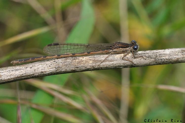 Sympecma fusca, 12 mai 2024, Venerque (31) © Ghislain Riou