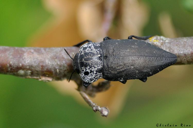 Capnodis tenebrionis, 20 mai 2024, Venerque (31) © Ghislain Riou