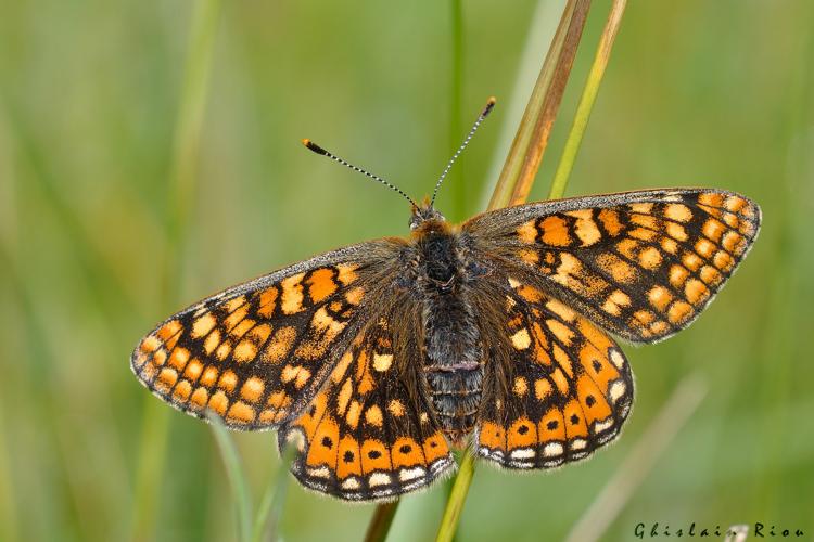 Euphydryas aurinia fem., 24 mai 2024, Lissac-et-Mouret (46) © Ghislain Riou