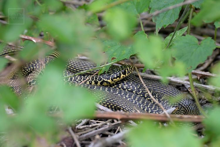 Hierophis viridiflavus, adulte en héliothermie (Boô-Silhen, Hautes-Pyrénées) © Gilles Pottier