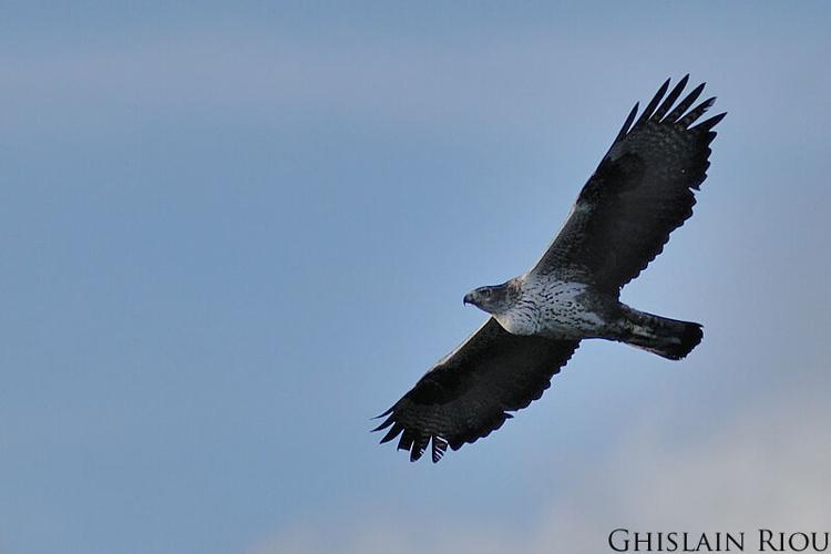 ad. aigle de bonelli, fév. 2017 © Ghislain Riou