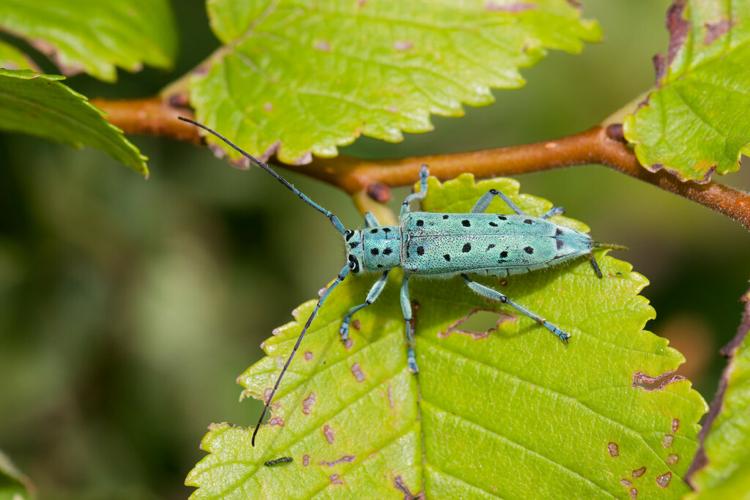 Saperda punctata - Mauguio (34) © Bastien Louboutin