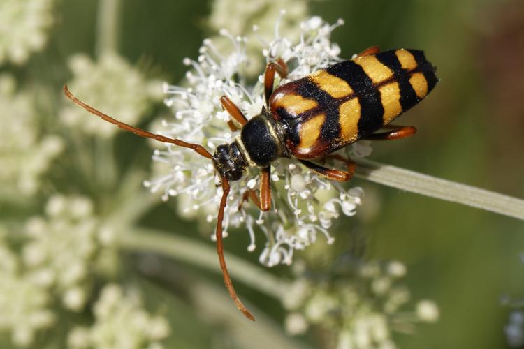 Leptura aurulenta - Les Martys (11) © Bastien Louboutin