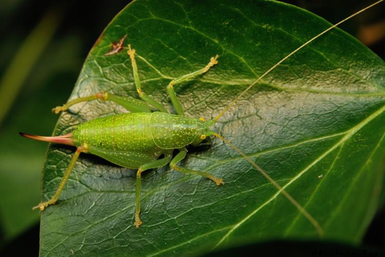 Cyrtaspis scutata fem. ad., 11 déc. 2024, Beaumont-sur-Lèze (31) © Ghislain Riou