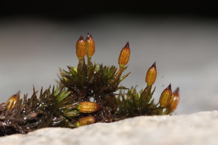 Vue générale de spécimens avec sporophytes (Lagrasse, Aude, décembre 2024) © Pierre-Olivier Cochard