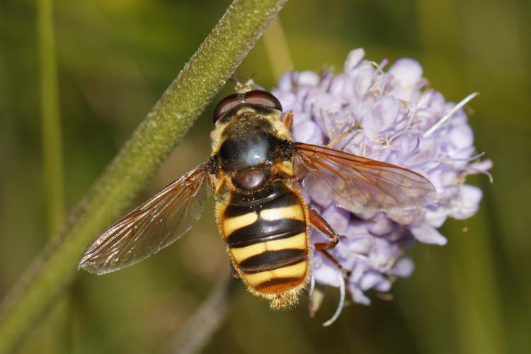 Sericomyia silentis - Les Martys (11) © Bastien Louboutin
