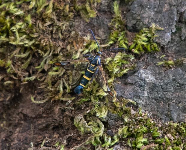 Synanthedon conopiformis Esp., 05/2023, Assier (46) © Simon Combet