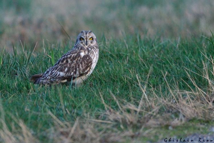 Hibou des marais, 26 fév. 2025, 31 © Ghislain Riou