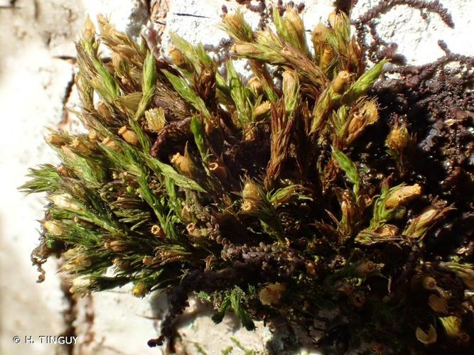 <i>Orthotrichum striatum</i> Hedw., 1801 © H. TINGUY