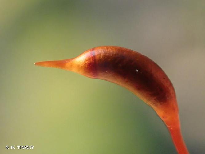 <i>Eurhynchium striatum</i> (Hedw.) Schimp. © H. TINGUY