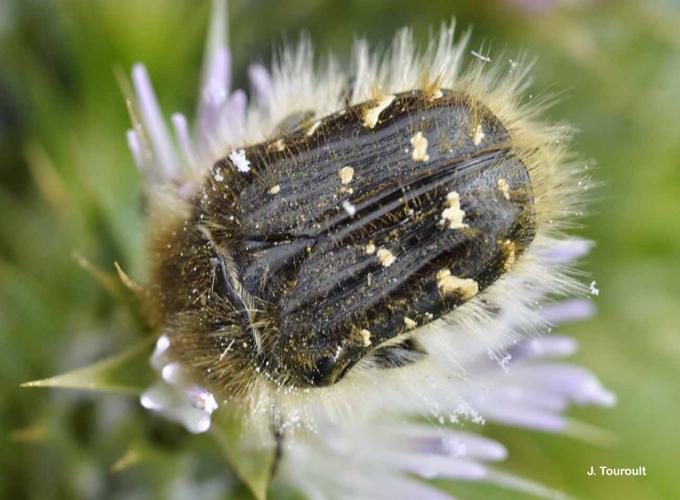 <i>Tropinota squalida</i> (Scopoli, 1763) © J. Touroult