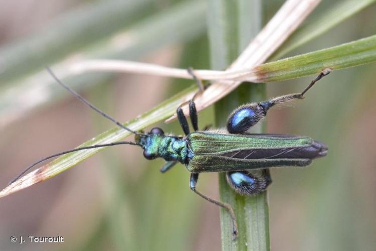 <i>Oedemera nobilis</i> (Scopoli, 1763) © J. Touroult