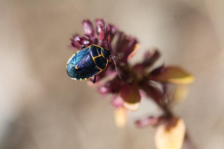 Eurydema rotundicollis © Romain Baghi