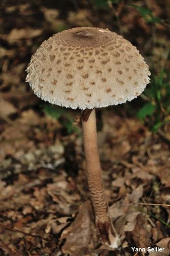 <i>Macrolepiota procera</i> (Scop. : Fr.) Singer © Y. Sellier