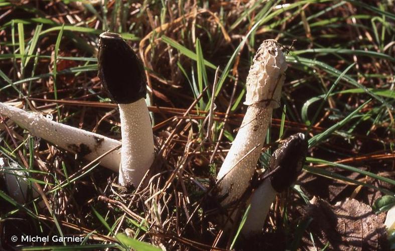 <i>Phallus impudicus</i> L. : Pers. © Michel Garnier