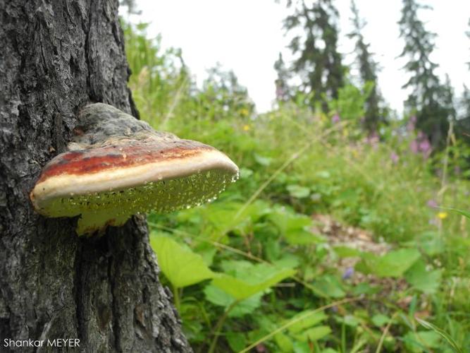 <i>Fomitopsis pinicola</i> (Swartz : Fr.) P.Karst. © S. MEYER