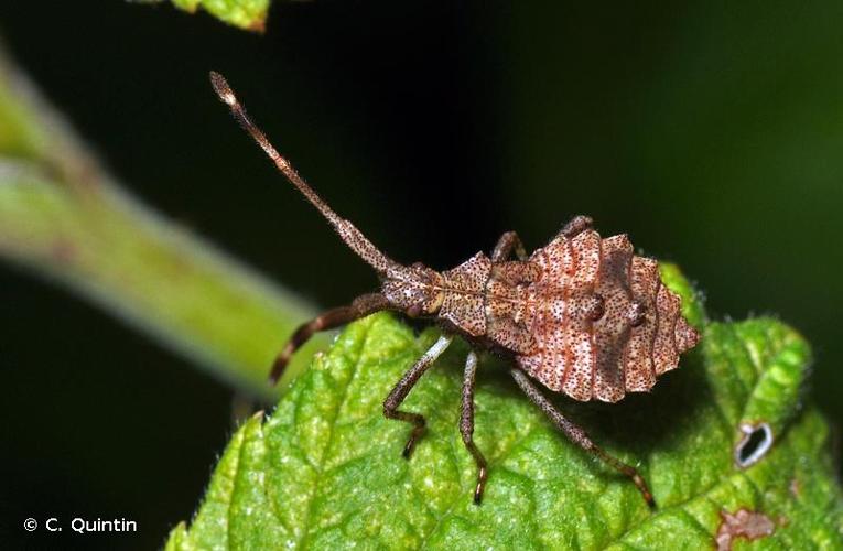 <i>Coreus marginatus</i> (Linnaeus, 1758) © C. Quintin