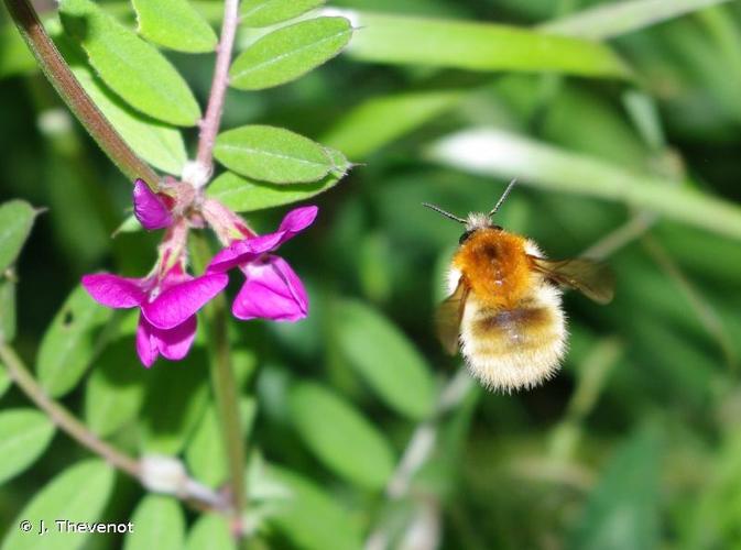 <i>Bombus pascuorum</i> (Scopoli, 1763) © J. Thevenot