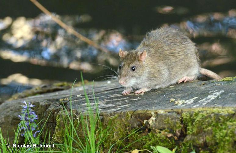 <i>Rattus rattus</i> (Linnaeus, 1758) © Nicolas Belcourt
