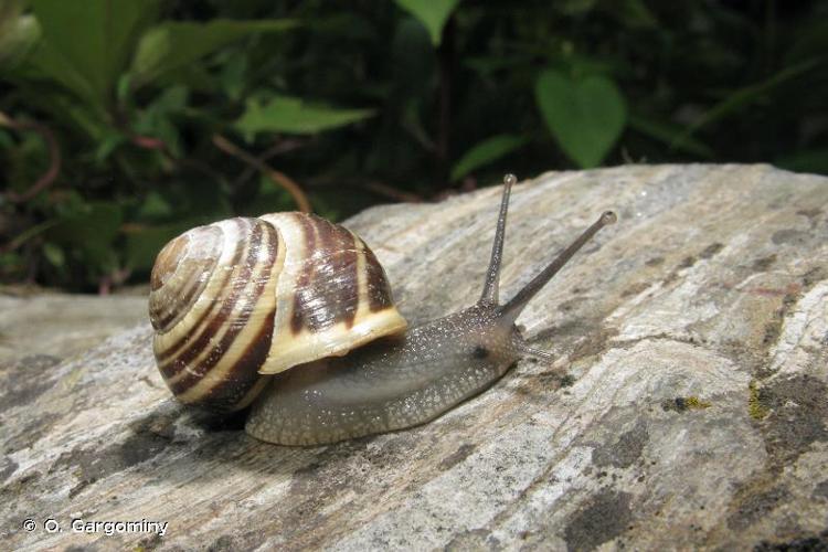 <i>Cepaea hortensis</i> (O.F. Müller, 1774) © O. Gargominy