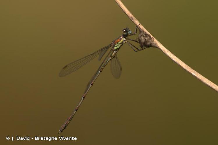 <i>Chalcolestes viridis</i> (Vander Linden, 1825) © J. David - Bretagne Vivante