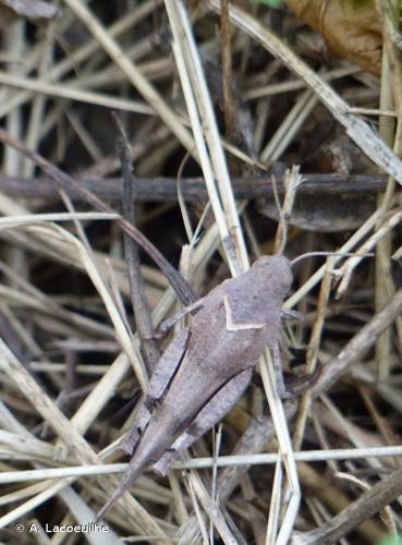 <i>Oedipoda caerulescens</i> (Linnaeus, 1758) © A. Lacoeuilhe