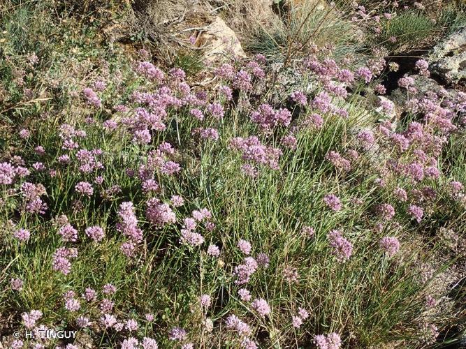 <i>Allium lusitanicum</i> Lam., 1783 © H. TINGUY