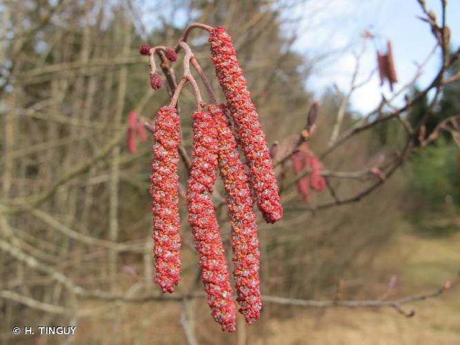 <i>Alnus glutinosa</i> (L.) Gaertn., 1790 © H. TINGUY