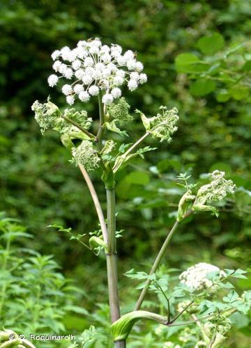 <i>Angelica sylvestris</i> L., 1753 © O. Roquinarc'h