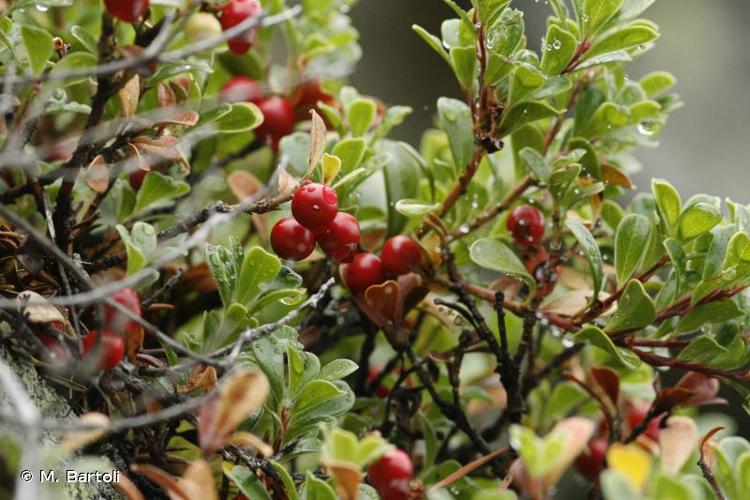 <i>Arctostaphylos uva-ursi</i> (L.) Spreng., 1825 © M. Bartoli