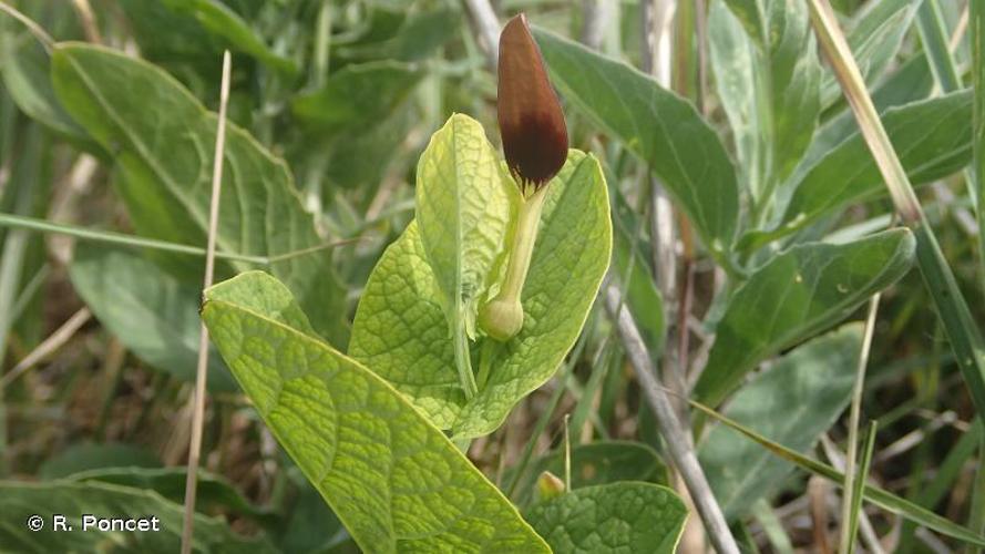 <i>Aristolochia rotunda</i> L., 1753 © A.-H. Paradis & R. Poncet