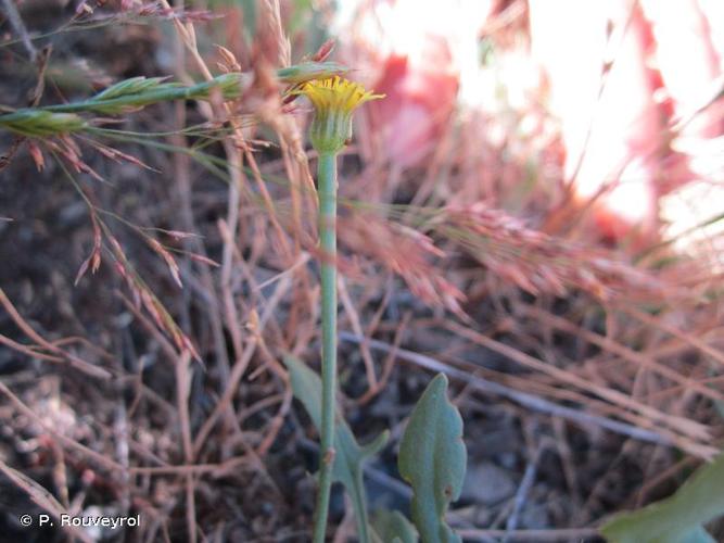 <i>Arnoseris minima</i> (L.) Schweigg. & Körte, 1811 © P. Rouveyrol