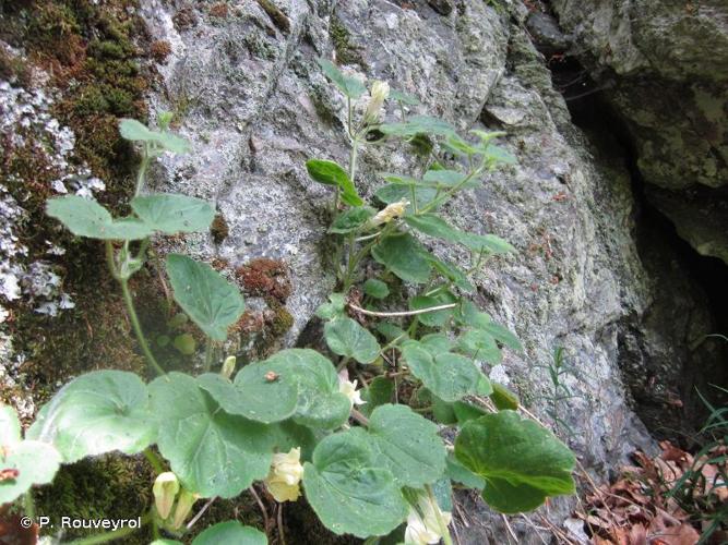 <i>Asarina procumbens</i> Mill., 1768 © P. Rouveyrol