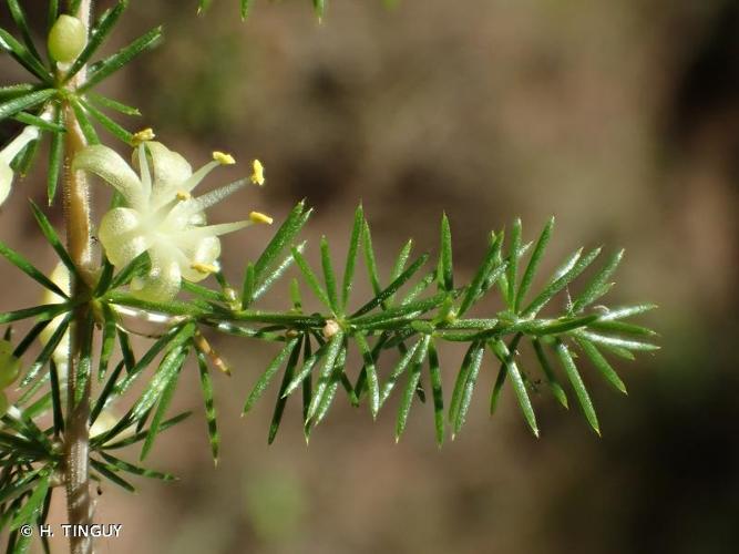 <i>Asparagus acutifolius</i> L., 1753 © H. TINGUY