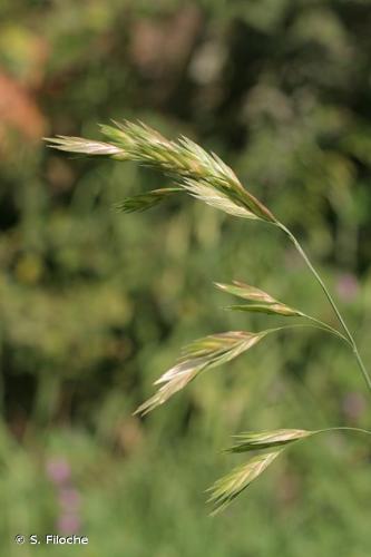 <i>Bromus catharticus</i> Vahl, 1791 © S. Filoche