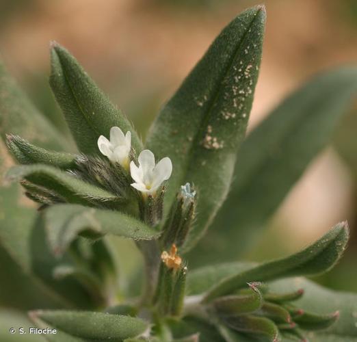 <i>Buglossoides arvensis</i> (L.) I.M.Johnst., 1954 © S. Filoche