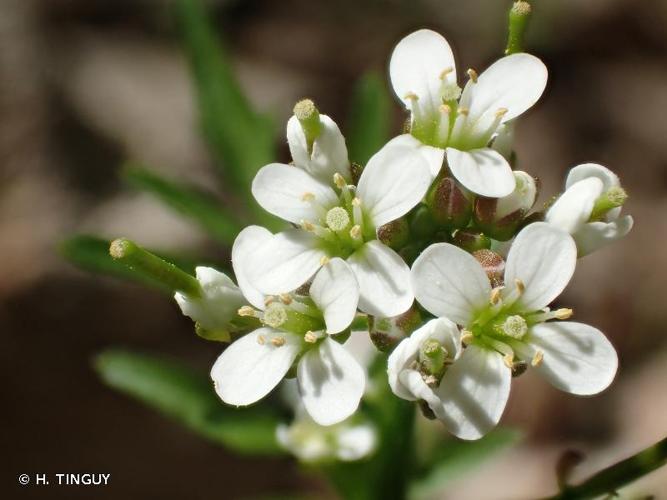 <i>Cardamine flexuosa</i> With., 1796 © H. TINGUY