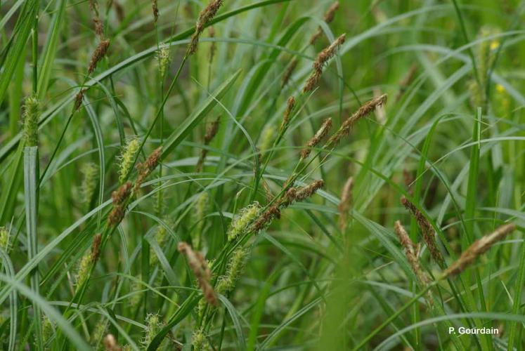 <i>Carex hirta</i> L., 1753 © P. Gourdain