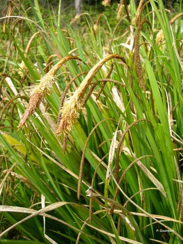 <i>Carex pendula</i> Huds., 1762 © P. Gourdain