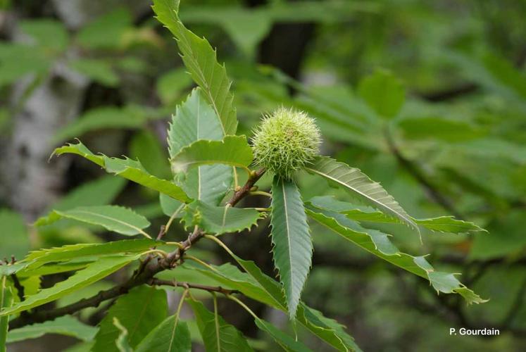 <i>Castanea sativa</i> Mill., 1768 © P. Gourdain