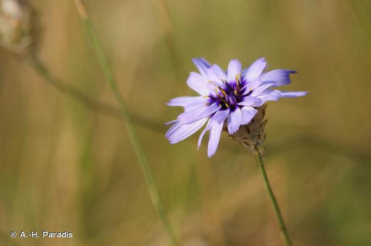 <i>Catananche caerulea</i> L., 1753 © A.-H. Paradis & R. Poncet