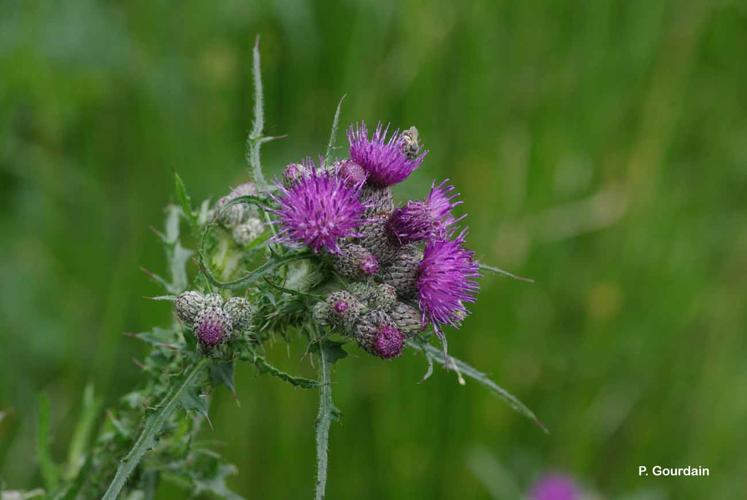 <i>Cirsium palustre</i> (L.) Scop., 1772 © P. Gourdain