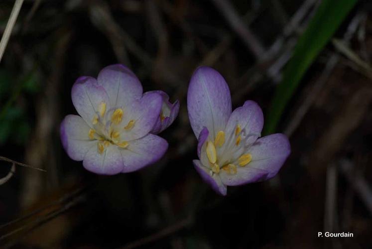 <i>Colchicum autumnale</i> L., 1753 © P. Gourdain