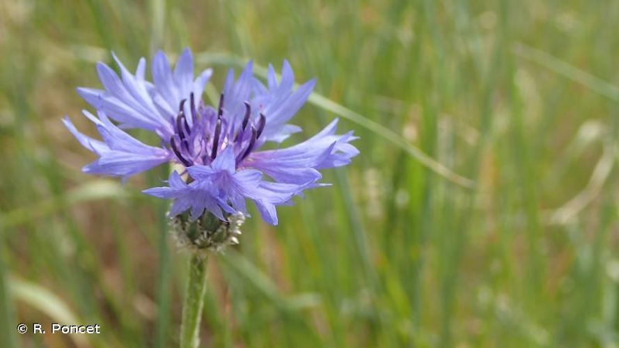 <i>Cyanus segetum</i> Hill, 1762 © A.-H. Paradis & R. Poncet
