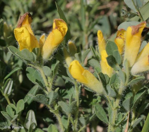 <i>Cytisus lotoides</i> Pourr., 1788 © S. Filoche