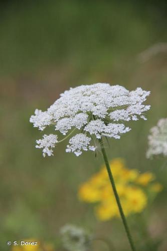 <i>Daucus carota</i> L., 1753 © S. Dorez